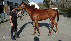 育成時代のヤマニンフィオッコ