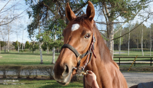 育成時代のヤマニンフィオッコ