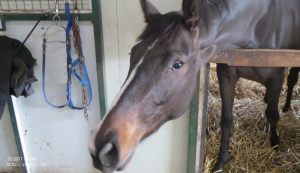 育成時代のヤマニンミレーレ