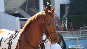 パドックのヤマニンレジスタ