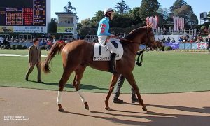 パドックのヤマニンレジスタと小坂騎手