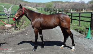 CRステーブル時代のヤマニンジュカブラ