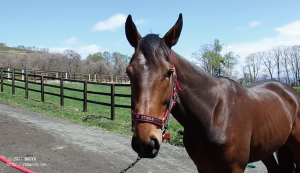 CRステーブル時代のヤマニンジュカブラ