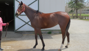 育成時代のヤマニンセノーテ