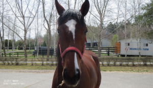 育成時代のヤマニンセノーテ