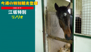 今週の特別競走登録・リノリオ