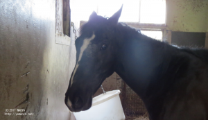 育成時代のヤマニンフェイト