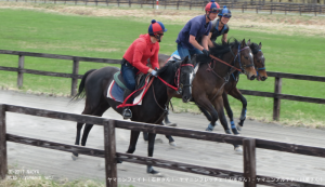 ヤマニンフェイト･ヤマニンフレッチェ・ヤマニンアルテア