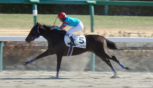 ３歳新馬のヤマニンキアラ