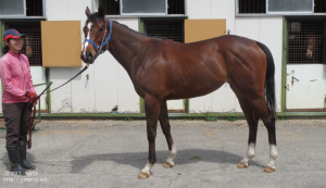 育成時代のヤマニンディアリー