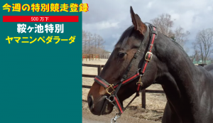 今週の特別競走登録・ヤマニンペダラーダ