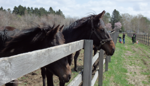 錦岡牧場のこどもたち