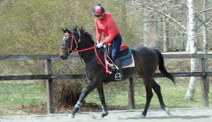 育成時代のヤマニンマデュロー