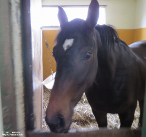 育成時代のヤマニンマデュロー
