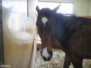 育成時代のヤマニンレフルール