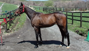 CRステーブル時代のヤマニンウリエル