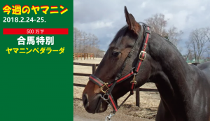 今週のヤマニン・ヤマニンペダラーダ