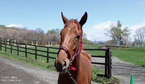 CRステーブル時代のヤマニンフォルツァ