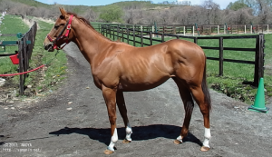 CRステーブル時代のヤマニンラボーナ