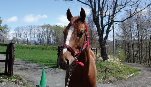 CRステーブル時代のヤマニンラボーナ