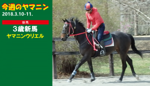 毎週のヤマニン・ヤマニンウリエル