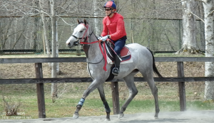 育成時代のヤマニンリュシオル