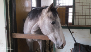 育成時代のヤマニンリュシオル