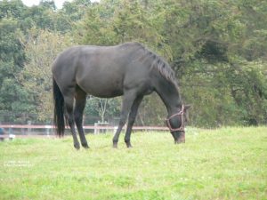 放牧地のヤマニンエリプス