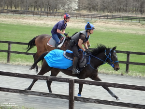 育成時代のヤマニンセリネット(とレフルール)