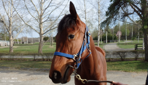 育成時代のゴールデンメロディ