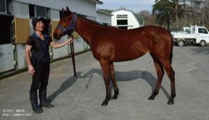 育成時代のゴールデンメロディ