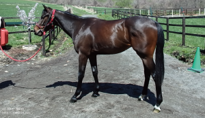 Rステーブル時代のヤマニンメイアルア