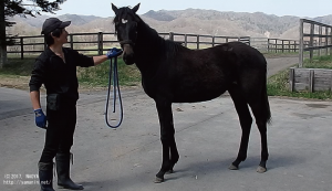 1歳時のヤマニンマヒア