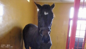 1歳時のヤマニンマヒア