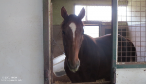 育成時代のヤマニングレゴリオ