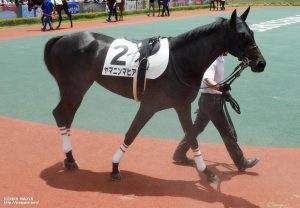 デビュー戦パドックのヤマニンマヒア