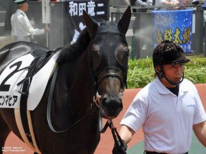 デビュー戦パドックのヤマニンマヒア