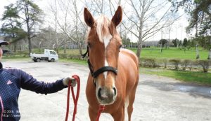 育成時代のヤマニンスピナー