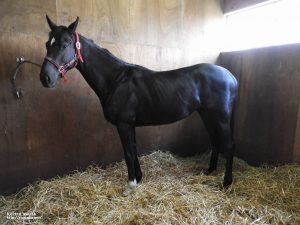 CRステーブル時代のヤマニンスプレモ