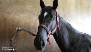 CRステーブル時代のヤマニンスプレモ