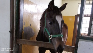 １歳時のヤマニンヒラソル