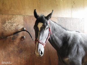 CRステーブル時代のヤマニンブルーベル