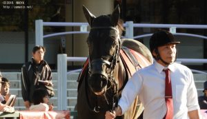 デイリー杯2歳S・パドックのヤマニンマヒア