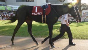 デイリー杯2歳S・パドックのヤマニンマヒア