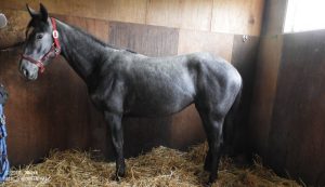 CRステーブル時代のヤマニンブルーベル