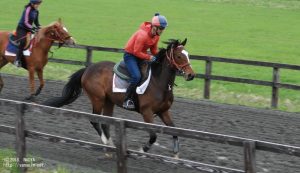 育成時代のヤマニンアネッリ