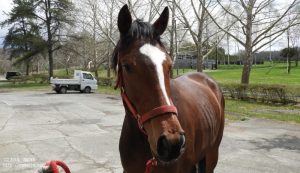 育成時代のヤマニンアネッリ