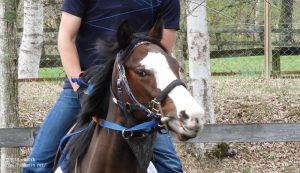 育成時代の競走馬登録・ラジュンジェレ