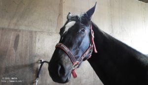 育成時代のヤマニンミルラ