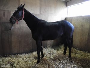 育成時代のヤマニンミルラ